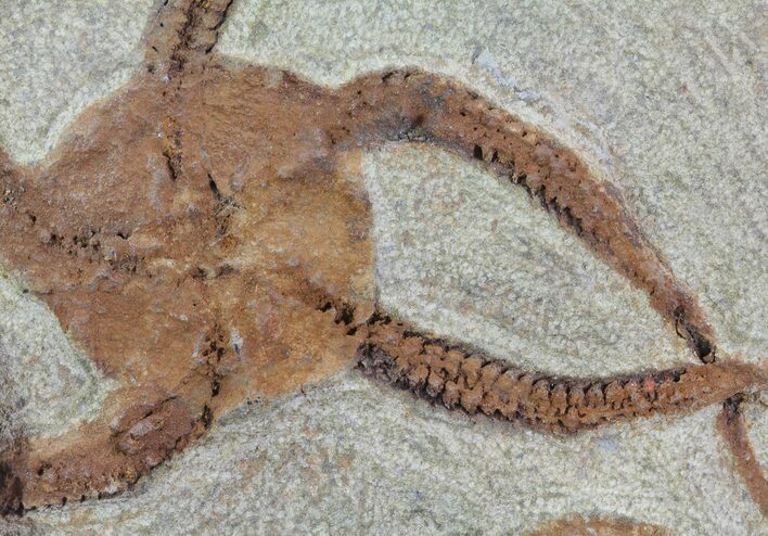 Ordovician Brittle Star (Ophiura) Fossil - Morocco #70045